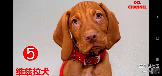 【宠物活动第九期】你心中最友善的狗