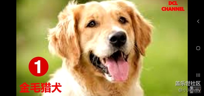 【宠物活动第九期】你心中最友善的狗