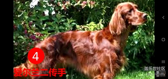 【宠物活动第九期】你心中最友善的狗