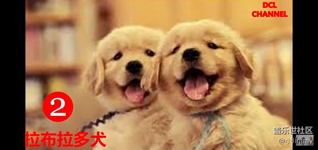 【宠物活动第九期】你心中最友善的狗