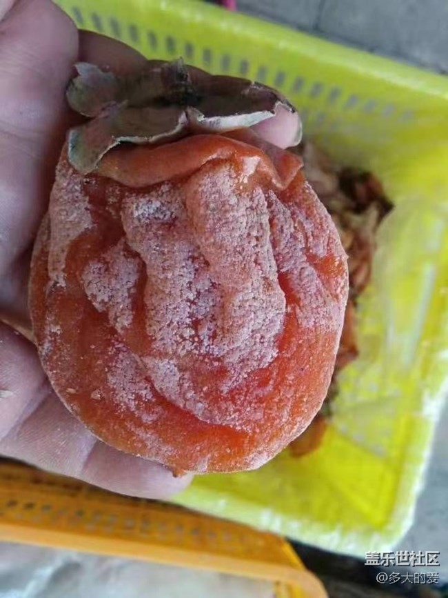 【双旦惊喜】+柿饼之王