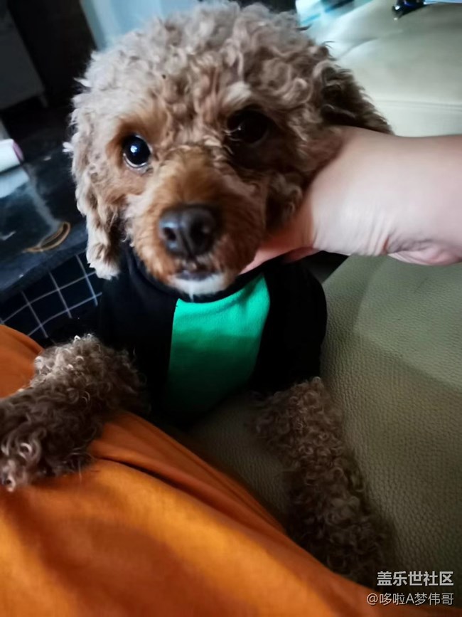 一猫一狗