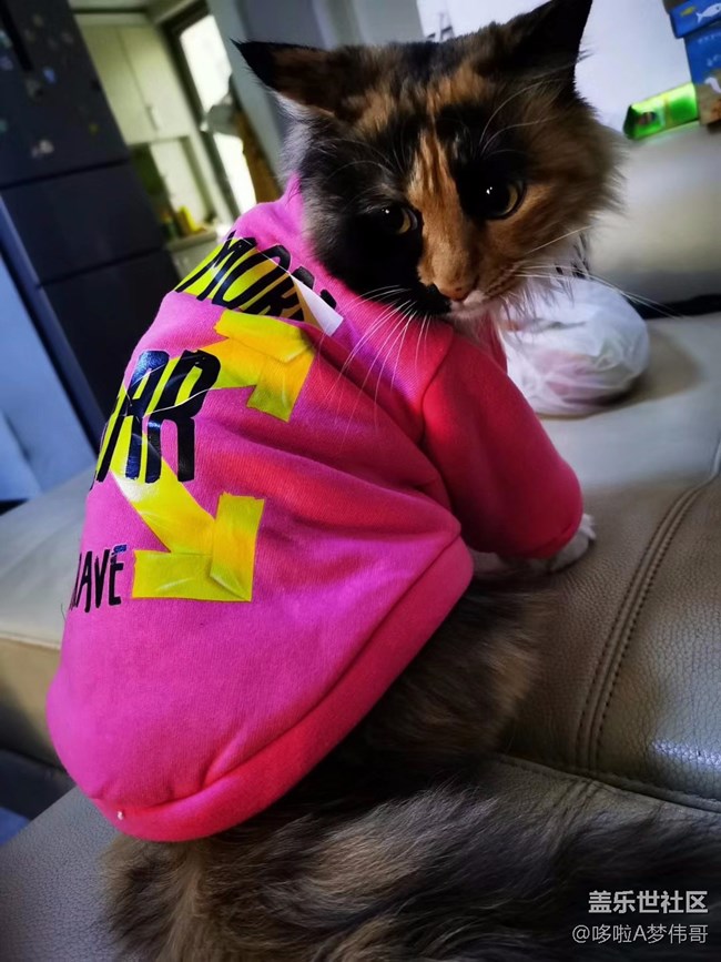 一猫一狗