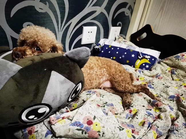 一猫一狗