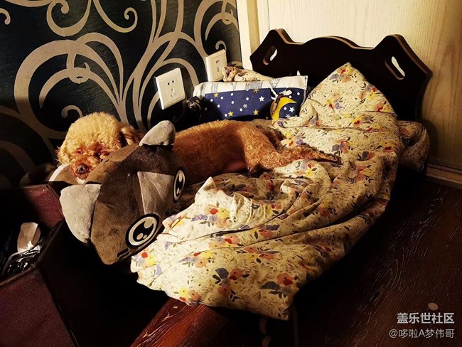 一猫一狗