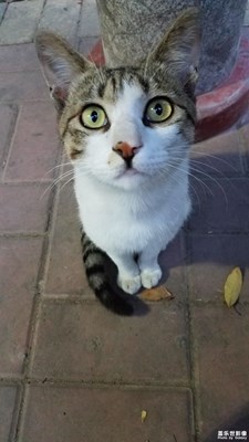 【你好2020】+猫猫咪呀