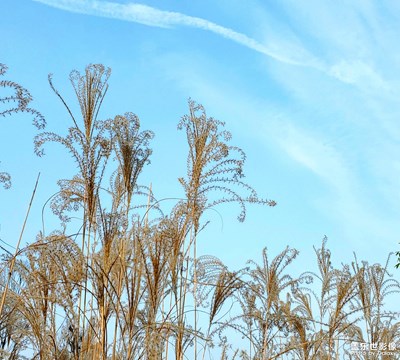 冬日暖阳醉芦花