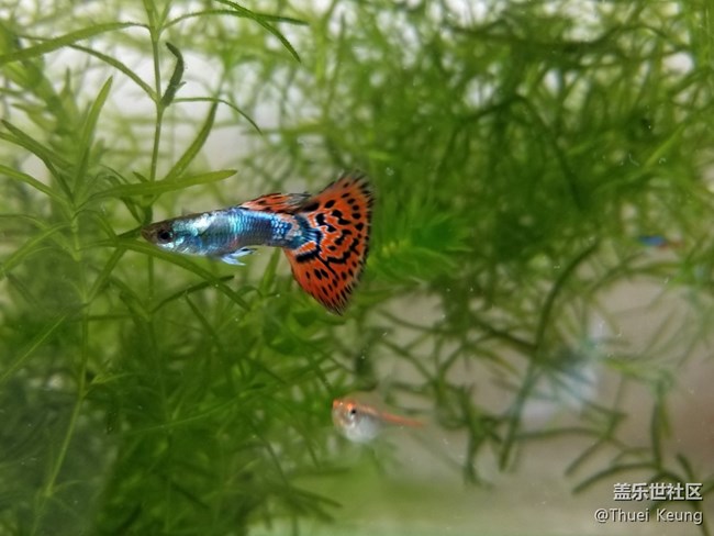 晒一下小鱼缸