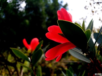 【缤纷世界】+茶花迎春