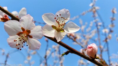 致敬春天