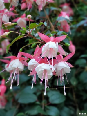 【缤纷世界】+花语