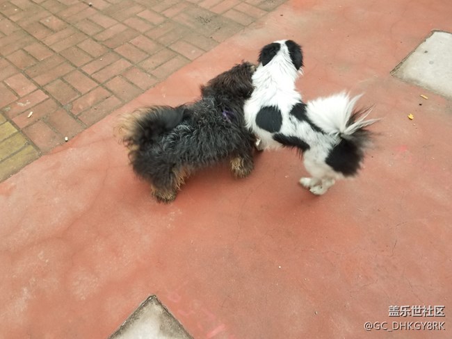 犬戏