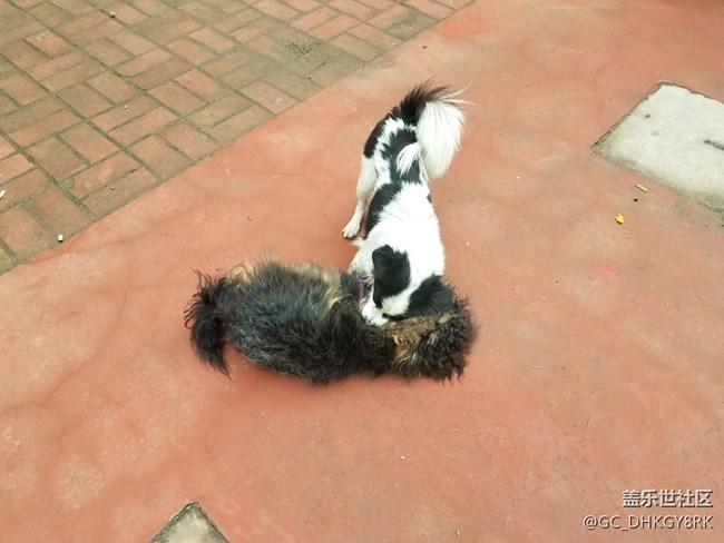 犬戏