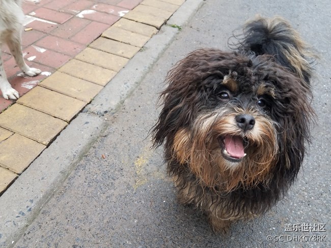 犬戏