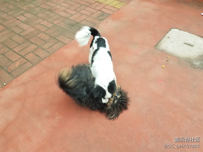 犬戏
