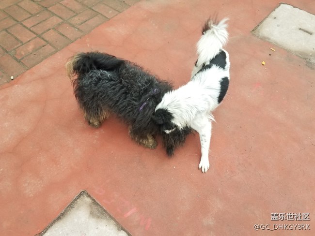 犬戏