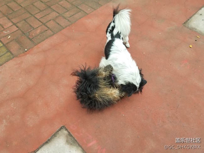 犬戏