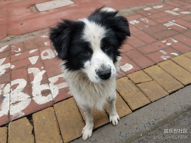 犬戏