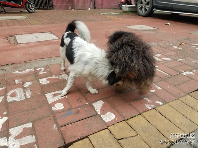 犬戏