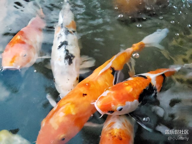 已开奖【宠物活动第十三期】鱼之趣