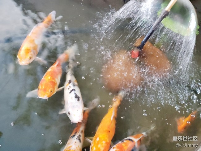 已开奖【宠物活动第十三期】鱼之趣