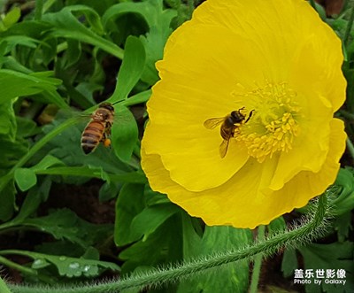 两只小蜜蜂
