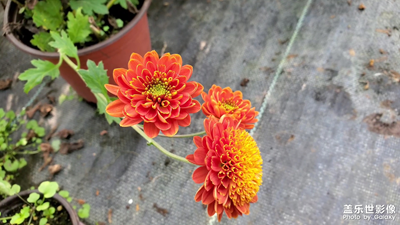 花园里的花