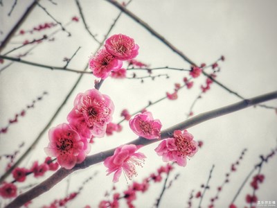 【给最想见的你】+待到春暖花开时