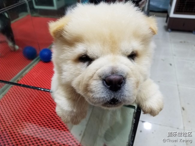 可爱的小狗狗