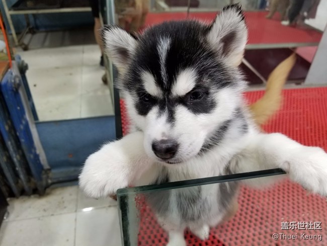 可爱的小狗狗
