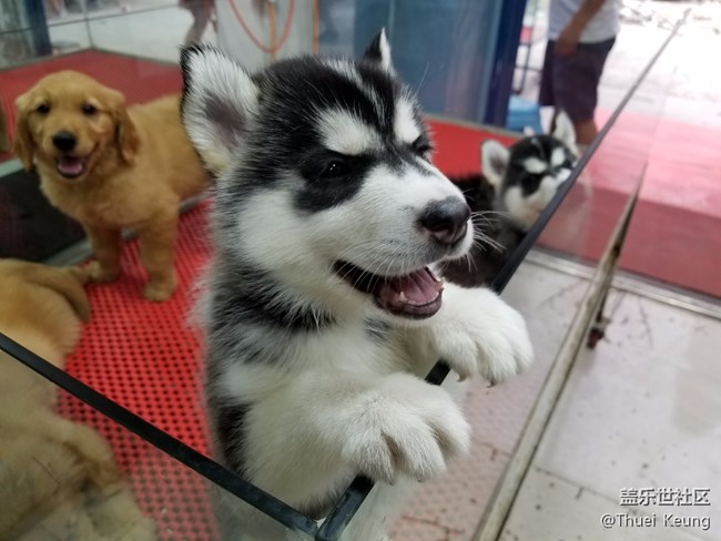 可爱的小狗狗
