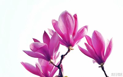 玉兰花