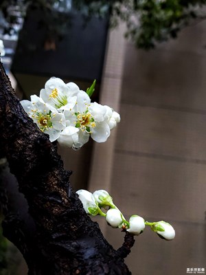 【居家生活】+释放心情之百花闹春（1）带露李花为冷艳