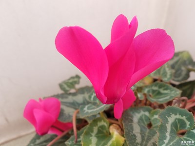 【居家生活】+被摧残的花朵