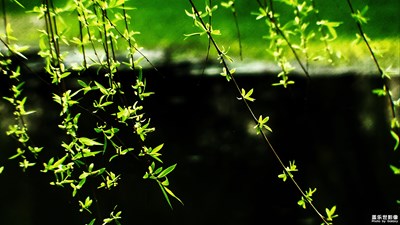 释放心情之百花闹春（2）春风扶柳百花开