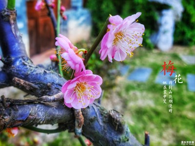 三月，花开每个角落