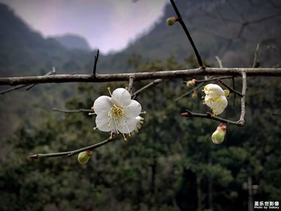 梅花香自苦寒来