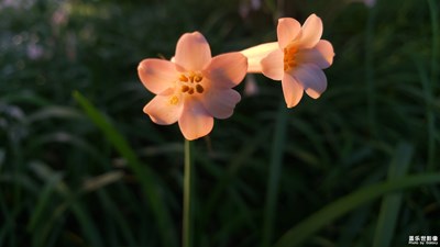 【上下班的路上】+花与落花