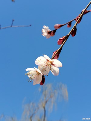 【上下班的路上】+待等花开