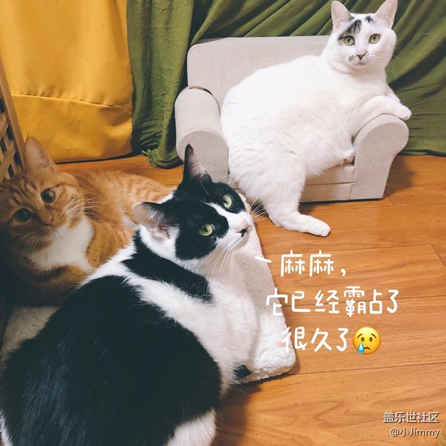 已开奖【宠物活动第十九期】请问，你家主子是戏精么？