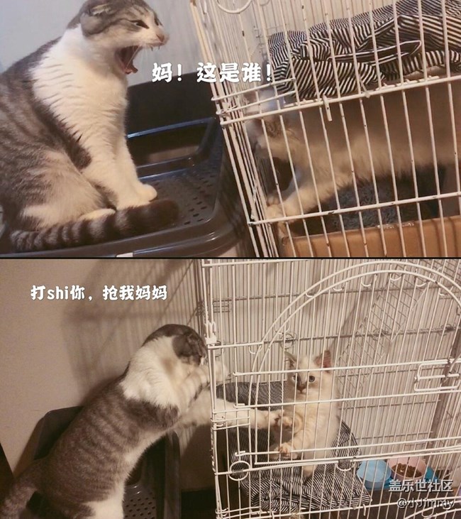 已开奖【宠物活动第十九期】请问，你家主子是戏精么？