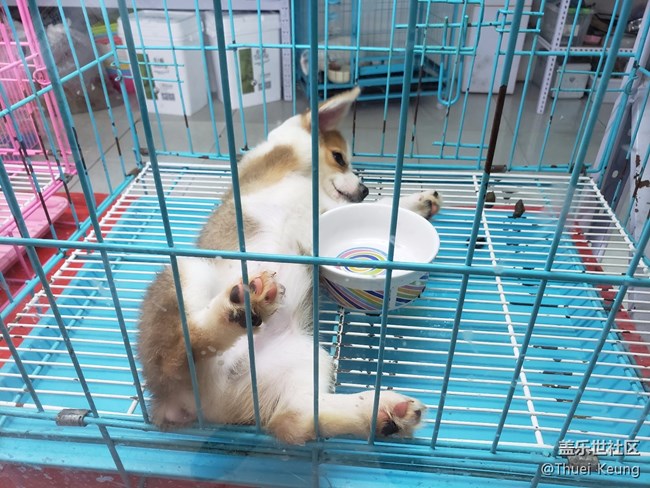 宠物市场随拍