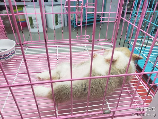 宠物市场随拍
