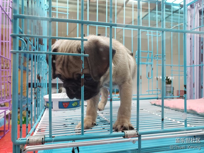 宠物市场随拍