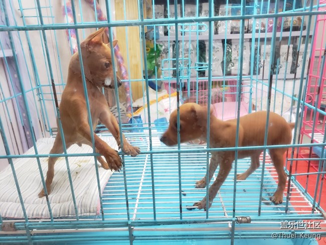 宠物市场随拍