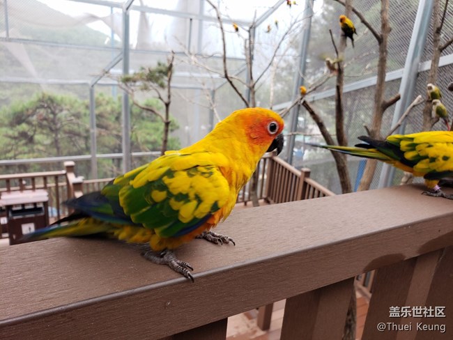 黄边小太阳鹦鹉