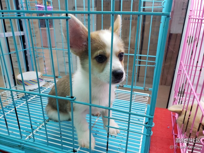 宠物市场随拍