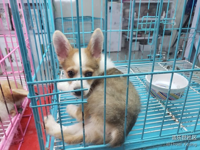 宠物市场随拍