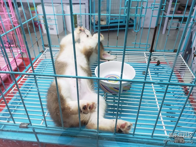 宠物市场随拍