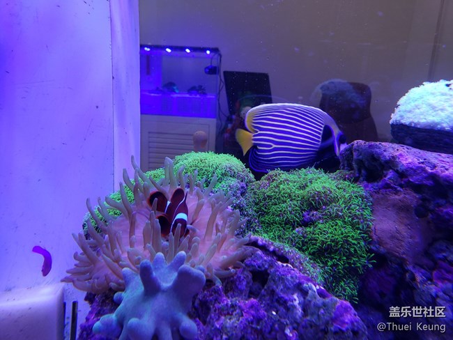 海水缸